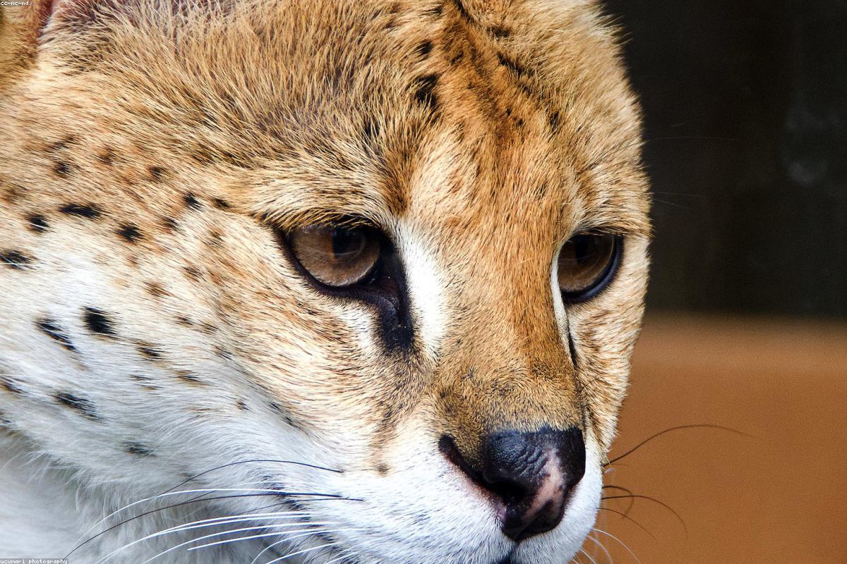 Estrogen in Men: What You Need to Know